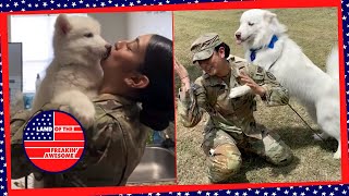 Husky Reunited With Military Mom Was Puppy When She Deployed