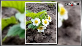 Весенний сад цветет и пахнет (ч.3)