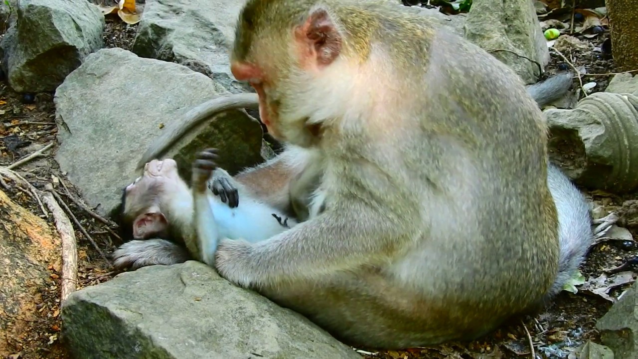 monkey pregnant delivery video Sadly Baby David Very Nervous while hit by Pregnant monkey