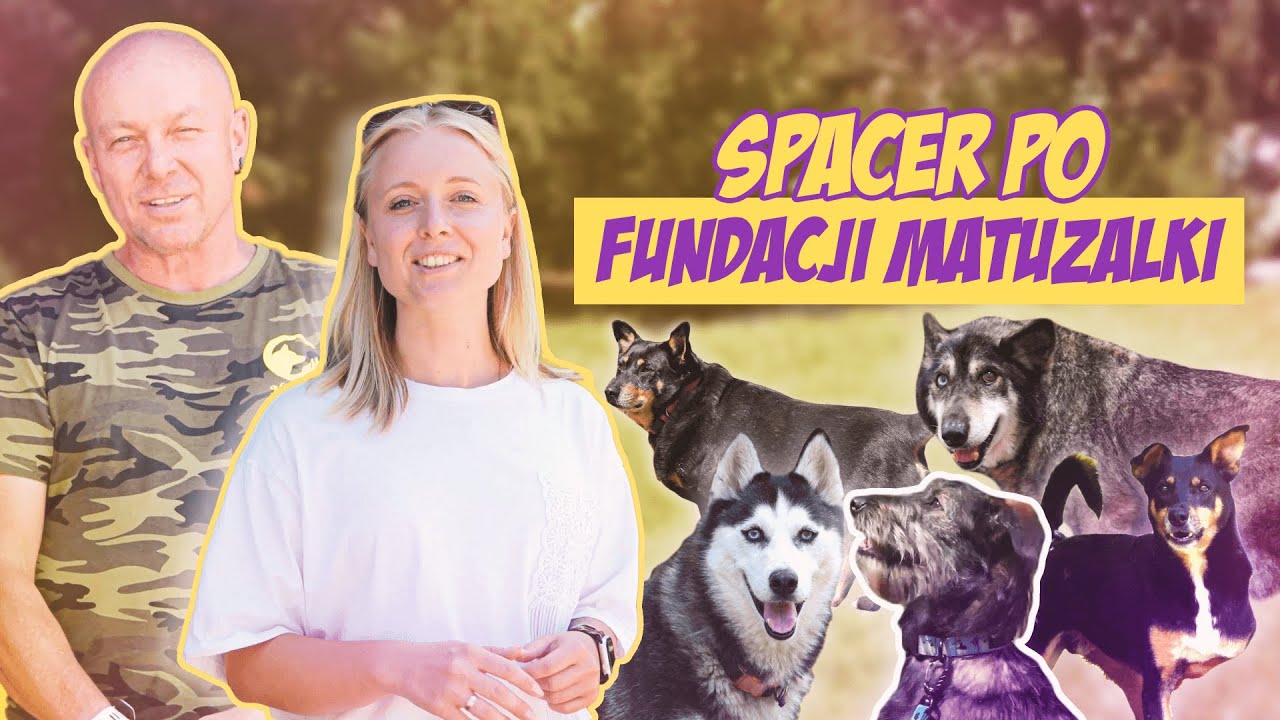 Kupiliśmy ponad 200kg karmy dla 50 starszych psów z fundacji. Spacer po Matuzalkach | Psyszkole.