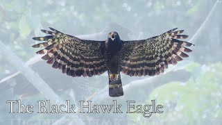 The Black Hawk Eagle