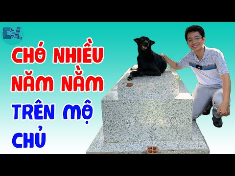 Video: Bao nhiêu cây kế sữa để đưa cho một con chó