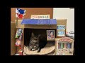 🎏こどもの日🎏LIVE