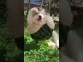 Eu estou adorando esse balanço - #shorts.