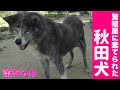 繁殖屋に棄てられた秋田犬つぼみちゃん その後のご報告