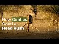 How Drinking Giraffes Avoid a Head Rush
