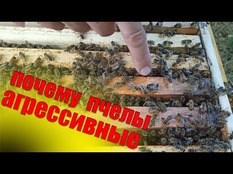 Почему пчелы агрессивные на пасеке? Почему пчелы злые и что делать с их ульем