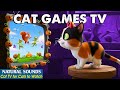 Interactive CAT TV－Cat Games That Keep Your Cat Engaged All Day 😸 Entertainment Video for Bored Cats