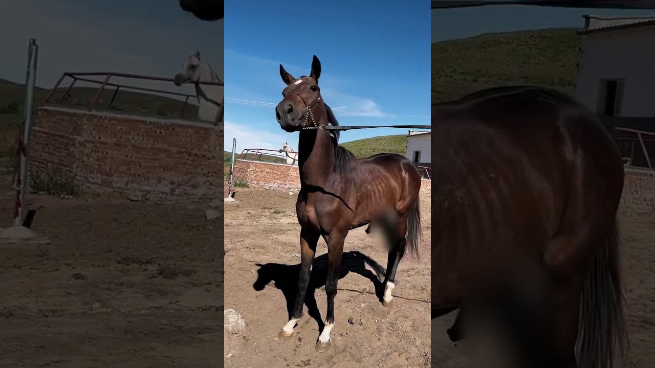 Beautiful wild horses run wild horses wild horses are fighting for territory 580