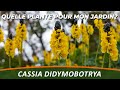 Larbre candlabre ou cassia didymobotrya  quelle plante pour mon jardin  semaine 44