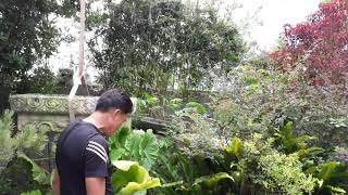 吊卡大樹移植~陽明山仰德大道別墅景觀工程4