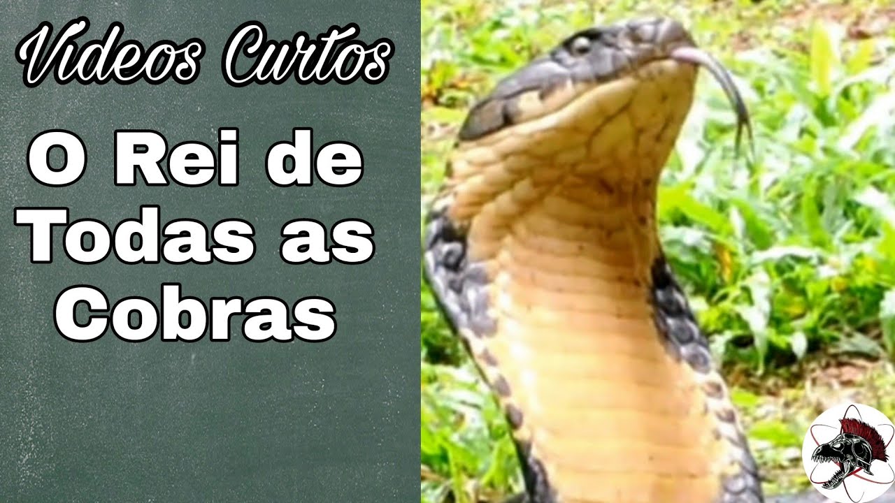 King Cobra o Rei das Cobras | Shorts | Biólogo Henrique