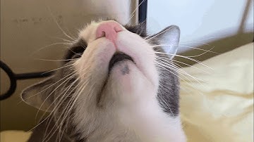 Dead cells 5BC- Spoiler boss no-hit with legendary cursed sword