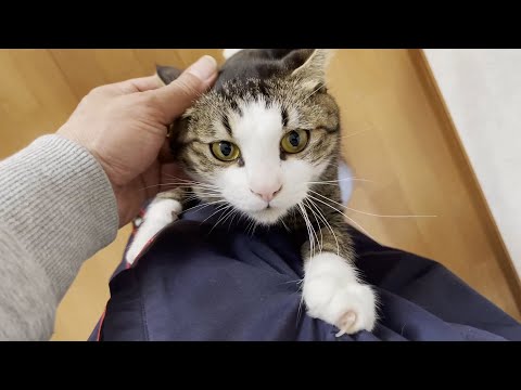 かわいい顔でお父さんを舐めてるけど実は鋭い爪で刺してくる猫