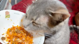 ニンジンを食べる猫・・・