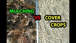 Mulching VS Cover Crops In the Backyard Garden | Which is Better
