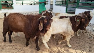 Élevage De Chèvres Les Races Boer Et Kalahari Tout Pour Mieux Produire La Viande