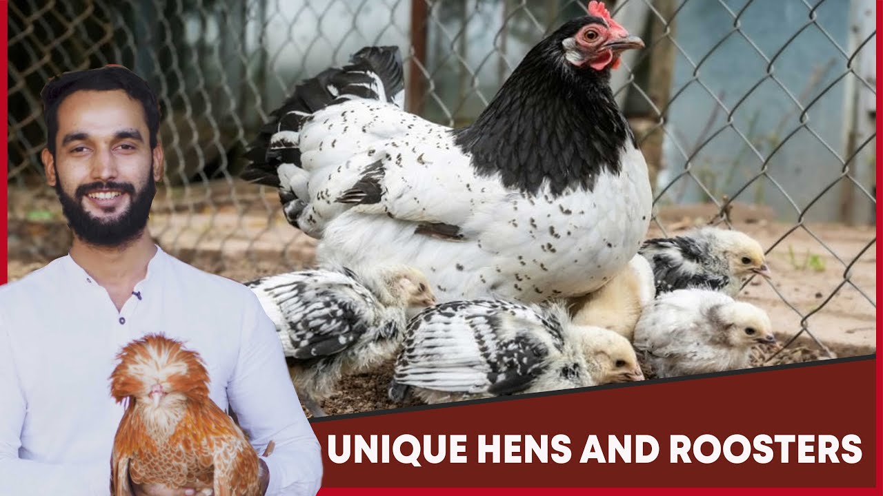 Unique Hens And Roosters In Karachi  | MM News Tv