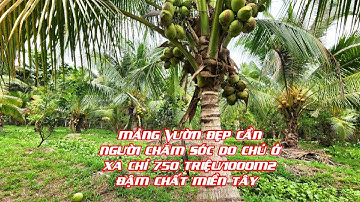 MS:1410 Vườn đủ loại trái cây chủ ở sài gòn ít về.Cần bán gấp 2000m2 giá 750 triệu/1000m2.