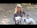 How to ease a dog into a leash/collar that controls a dogs head and muzzle How to ease a dog into a leash/collar that controls a dogs head and muzzle