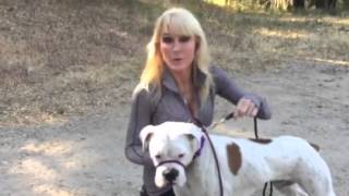 How to ease a dog into a leash/collar that controls a dogs head and muzzle