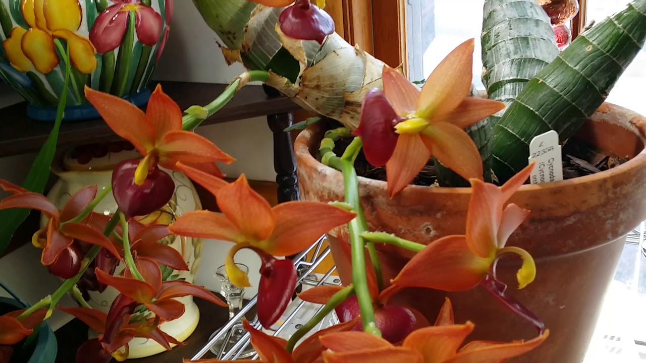 How I Care For My Catasetum Type Orchids 