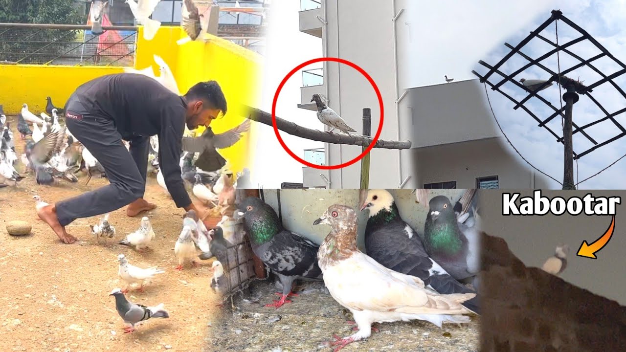 1 Kabootar Din Me Pakda Or Dusra Raat Me 😃 || Free Me Kabootar Mile 😍