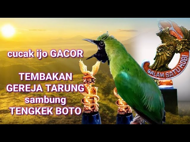 CUCAK IJO GACOR-COR  MATERI TENGKEK BUTO SAMBUNG GEREJA TARUNG class=