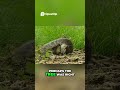 Squirrel Learns Empathy A Tale of Growth