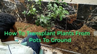 How To Plant An Orange Tree | How to Transplant Plants from Pot to Ground In Urdu &amp; Hindi