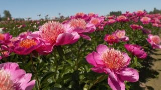 Grant's Getaways: Oregon's Gorgeous Gardens