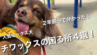 犬チワックスを飼って困ったこと選年飼って判明しました。