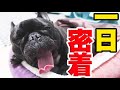 フレンチブルドッグ ココ氏 一日密着動画