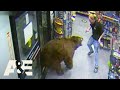 500pound bear repeatedly steals candy from gas station  customer wars  ae
