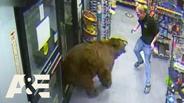 500-POUND Bear REPEATEDLY Steals Candy from Gas Station | Customer Wars | A&E