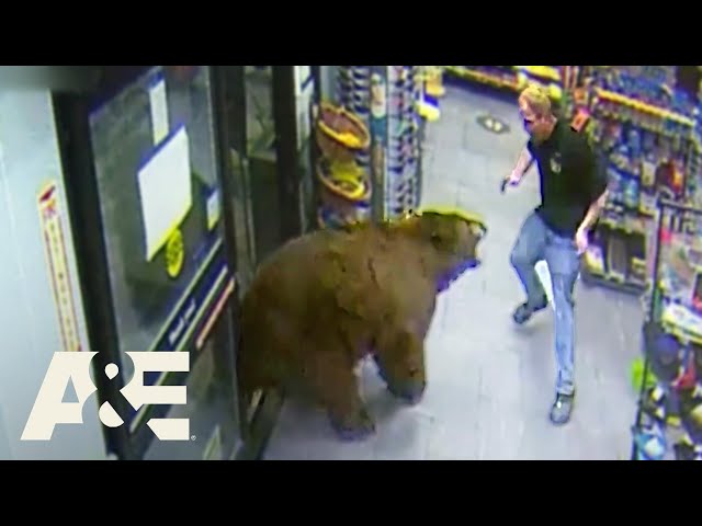 500-POUND Bear REPEATEDLY Steals Candy from Gas Station | Customer Wars | A&E class=