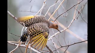 Northern Flickers (Yellow-Shafted) - Award Winning Video
