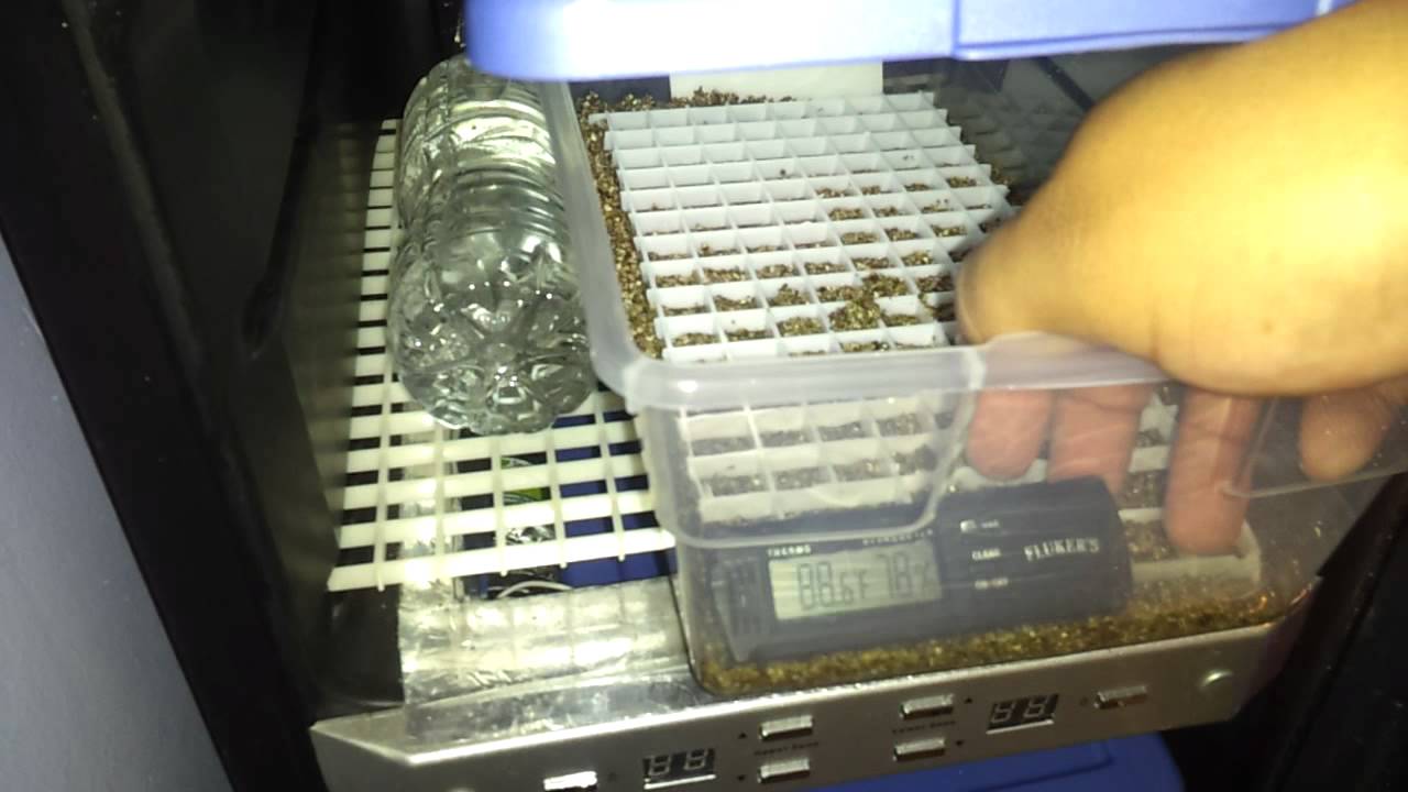 geckos food My incubator getting ready