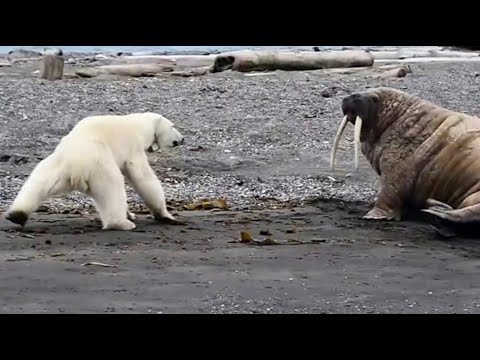 Видео: Все, что вам нужно знать о двухтонный кухонный кабинет Trend