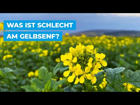 Video: Wird Gründüngung Zu Einer Guten Ernte Beitragen?