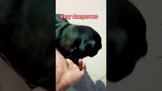 very dangerous pet ? animal | very gueit shortvideo