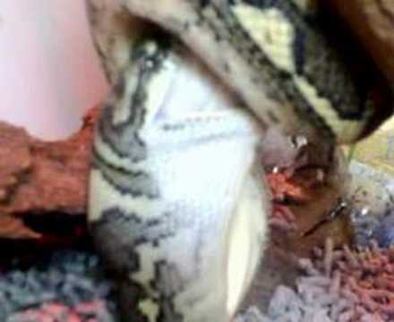 carpet python eating rat (part2)