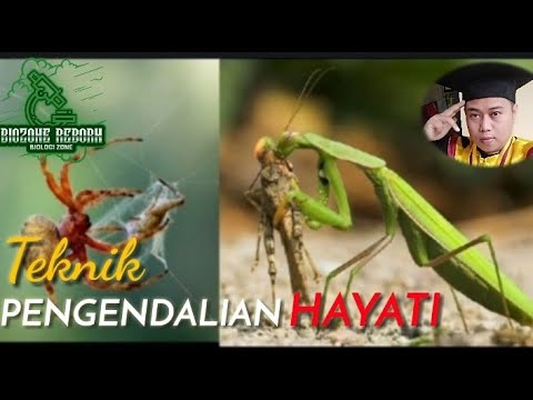 Video: Apa yang dimaksud dengan pengendalian hayati dan berikan contohnya?