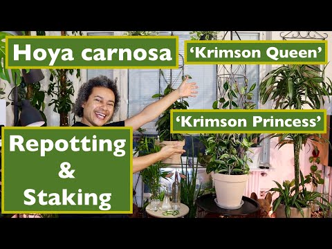 Repotting x Staking - Hoya Carnosa 'Krimson Queen' x Hoya Carnosa 'Krimson Princess'