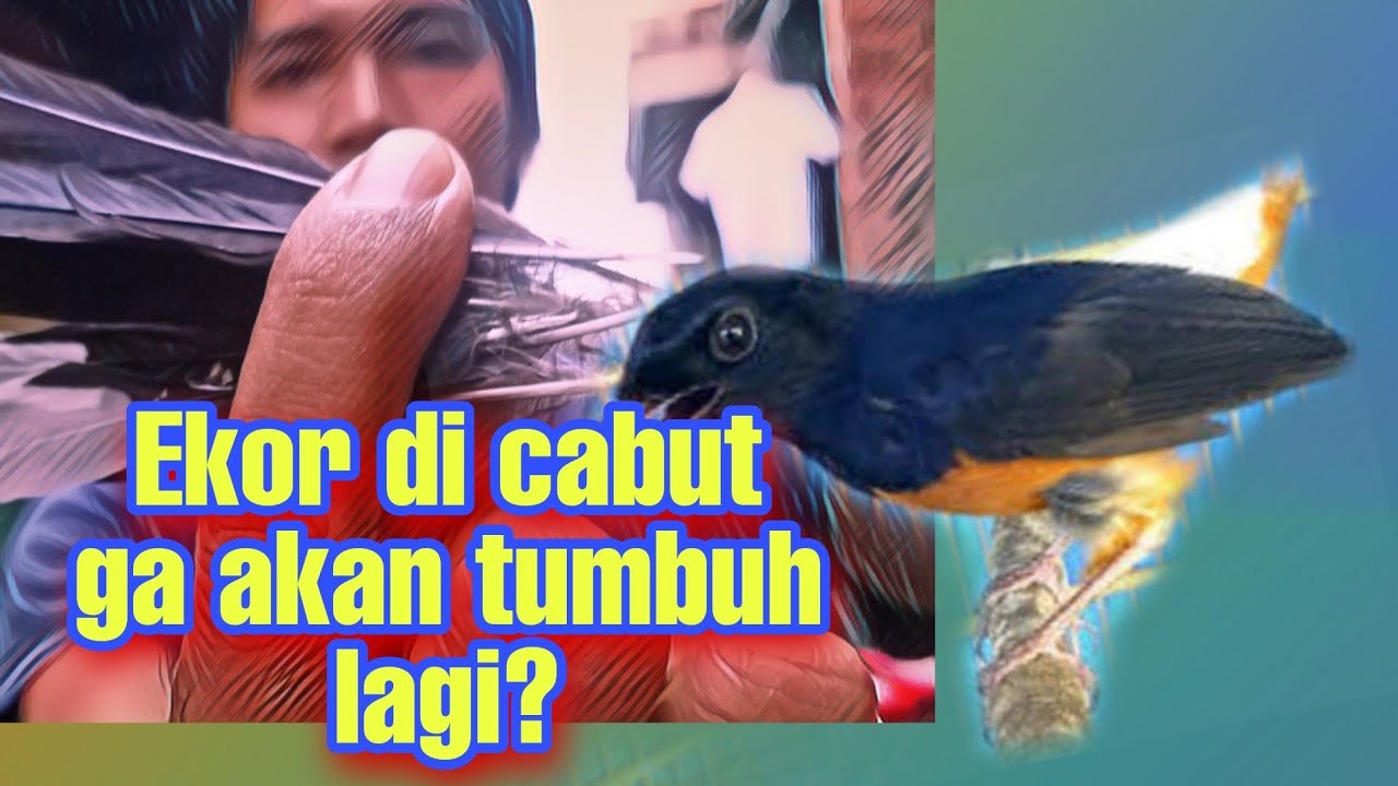 Can plucked magpie robin tail feathers grow back? How to pluck magpie robin tail feathers so they...