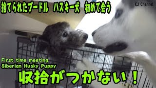 捨てられたプードルと初めての会うハスキー犬 Husky Puppy