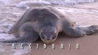 Promocional de Tonameca