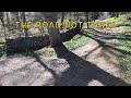 Understanding 'The Road Not Taken' by Robert Frost