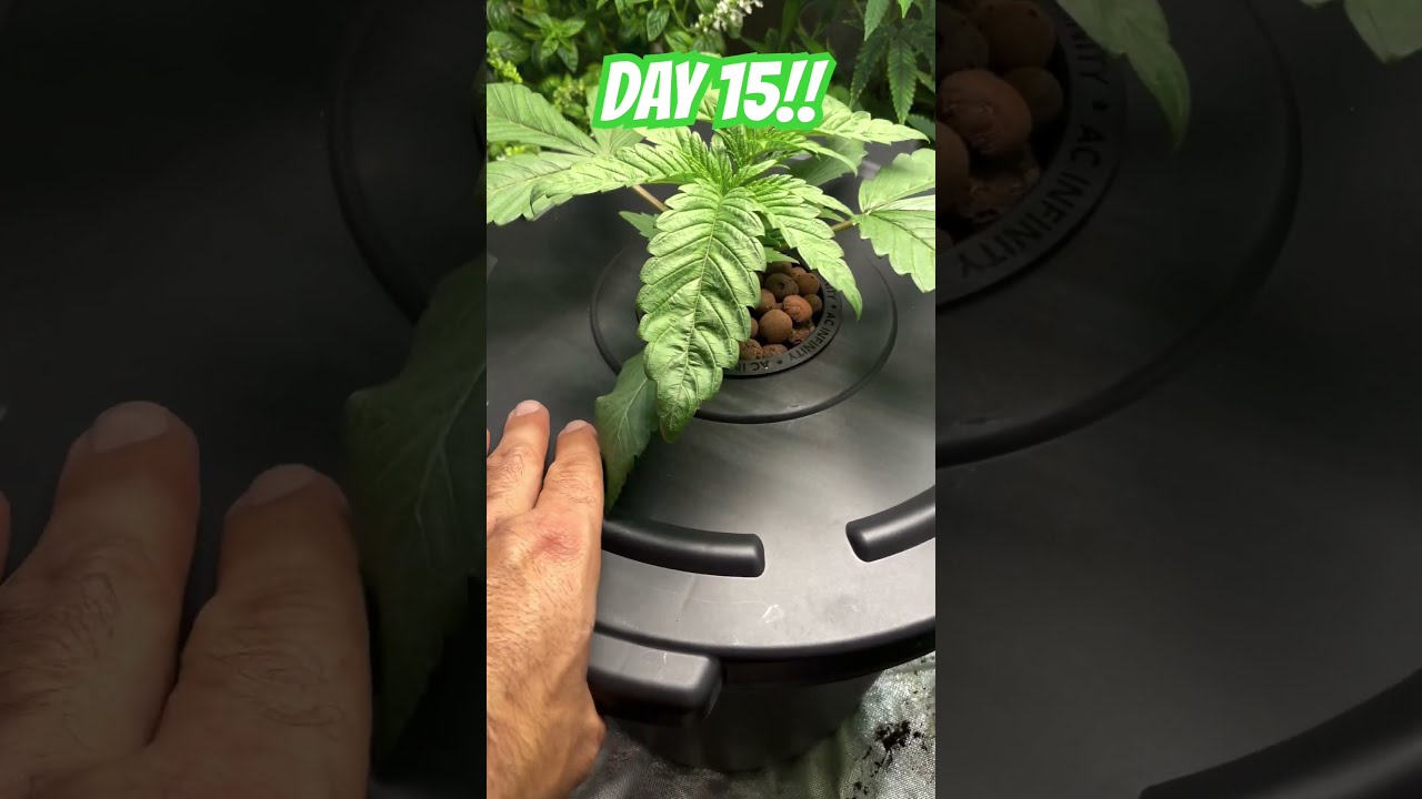 AT WAR WITH ROOT ROT.