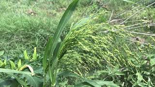 Darı, Boz darı, Boza darısı, Kum darısı, Saçak darı, Panicum miliaceum,  IMG 5519 Resimi